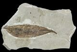 Fossil Leaf (Cedrelospermum)- Green River Formation, Utah #110386-1